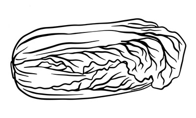 romaine lettuce, leafy vegetables, graphic black and white isolated sketch illustration. For creating menus, recipes, decorating kitchen items.