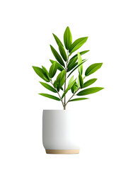 Fototapeta premium Potted green houseplant on a plain white surface