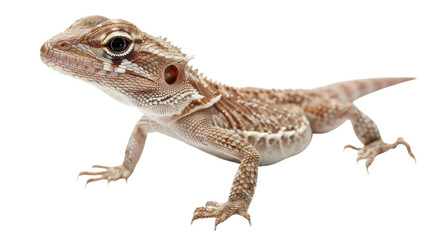 Fototapeta premium Adorable Baby Lizard in Profile View