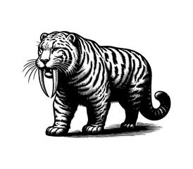 Fototapeta premium Detailed Black and White Engraving of a Saber-Toothed Tiger Walking