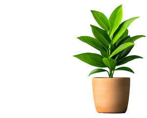 Potted houseplant with vibrant green leaves