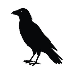 Raven Silhouette Vector Art Design - Black and White Raven Bird Vector Illustration