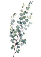 Eucalyptus Branch isolated on white backgroud