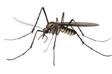 Flying mosquito isolated on white background