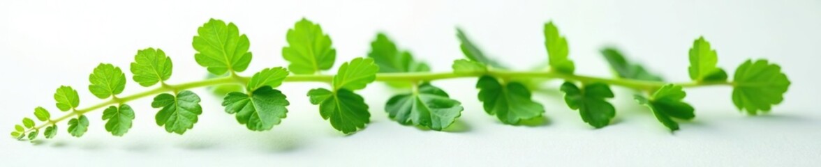 Delicate ferns unfolding on a pristine white surface, plant life, leafy greens, nature
