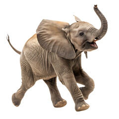 Obraz premium Playful Baby Elephant Running Joyfully with Flapping Ears in a Fun, Energetic Moment of Childhood Innocence and Happiness