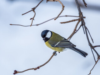 Cute bird Great tit, songbird sitting on a branch without leaves in the autumn or winter.