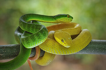 Closeup Viper snake
