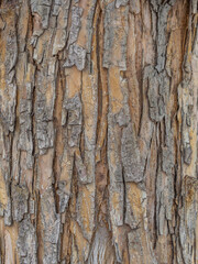 The texture of the bark of an old apple tree