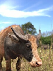 Portrait of a Water Buffalo in a Field under Blue Sky
