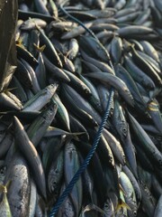 Fish on the boat after fisherman cathcing