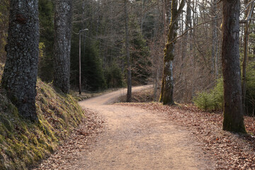 Forest