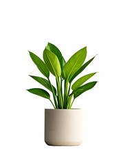 Vibrant houseplant in a minimalist ceramic pot
