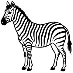 zebra vector illustration