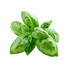 Fresh Green Basil Sprig Isolated on Transparent Background