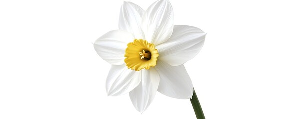 Fototapeta premium Daffodil flower with yellow center, white petals, stem on white background, for spring themes