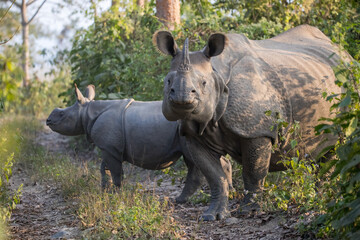 Greater One-Horned Rhino in Chitwan National Park, Nepal.