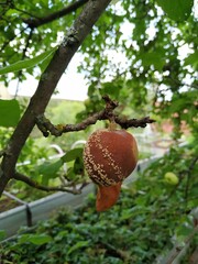 Rotten apple on branch. Spoiled crop of apples. Fruits infected by apple monilia fructigena. Farming, agriculture, remedy for trees diseases concept