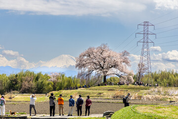わに塚のサクラと富士山