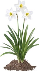 White daffodils with yellow center bloom in garden bed, isolated for spring, Easter, floral decor
