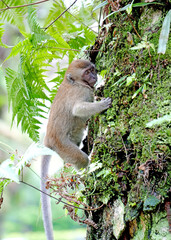 The naughty little monkey jumped up and down the tree