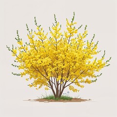 Fototapeta premium Forsythia shrub vector art illustration on plain white background