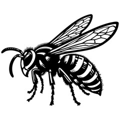 Hornet Bee Sketch Illustration.