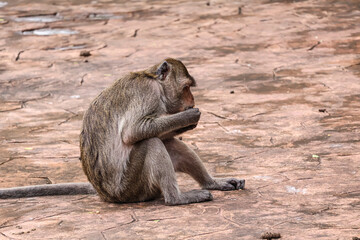 Dangerous street monkey feeding in urban area - human-wildlife conflict photography