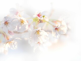 Obraz premium 桜の花のある風景。まばゆい光に照らされてボケた様子。