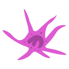 merkel cell carcinoma