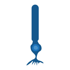 rod cell