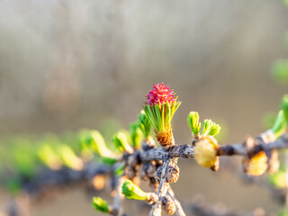 Colorful autumn forest with trees on the shore of a blue lake - top aerial view.