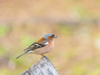 Common chaffinch, Fringilla coelebs, sits on a tree. Common chaffinch in wildlife.
