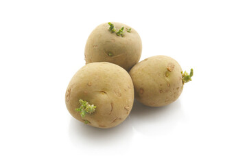 sprouted potatoes ready to be planted into soil