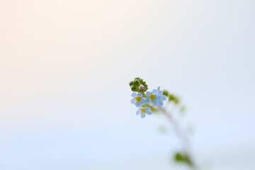 forget-me-not flower on a soft colors gradient background
