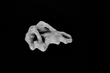 Minimal, abstract, close up of sea coral in black and white on a black background