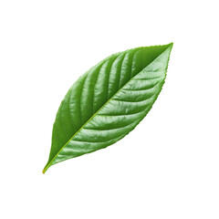 Obraz premium Single Vibrant Green Leaf Isolated on Transparent Background