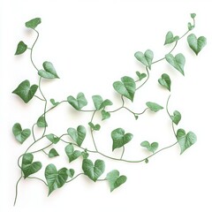 Obraz premium Winding vine with heart shaped leaves on a plain white background