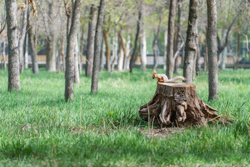 Spring landscape with squirrel: a squirrel sits among tree trunks and grass on an old uprooted tree stump with a black walnut in his mouth and warily looks at the camera.