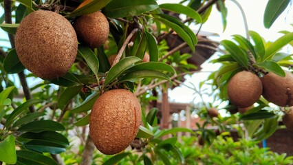Photo of sapodilla fruit still on the tree.