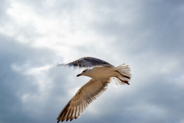 A huge seagull flies in the sky. High quality photo