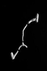 Minimal, abstract, close up of sea coral in black and white on a black background