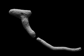Minimal, abstract, close up of sea coral in black and white on a black background