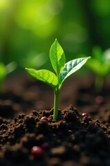 Fototapeta premium Young coffee bean seedlings emerge from the ground , coffee, green