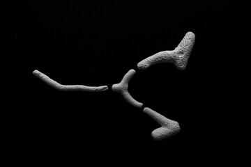 Minimal, abstract, close up of sea coral in black and white on a black background