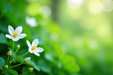 Delicate white blooms sway in breeze amidst lush greenery, grasses, loewenzahn, gentle