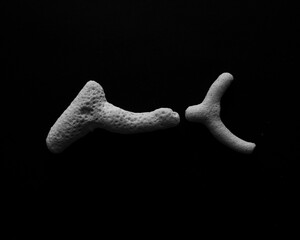 Minimal, abstract, close up of sea coral in black and white on a black background