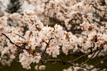 桜の花　春景色　松本城公園