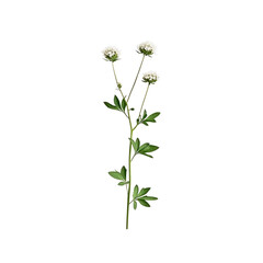 Isolated White Flower Stem with Green Leaves on Transparent Background