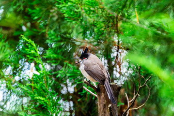 Red-whiskered bulbul bird, or crested bulbul bird on tree branch with green background.